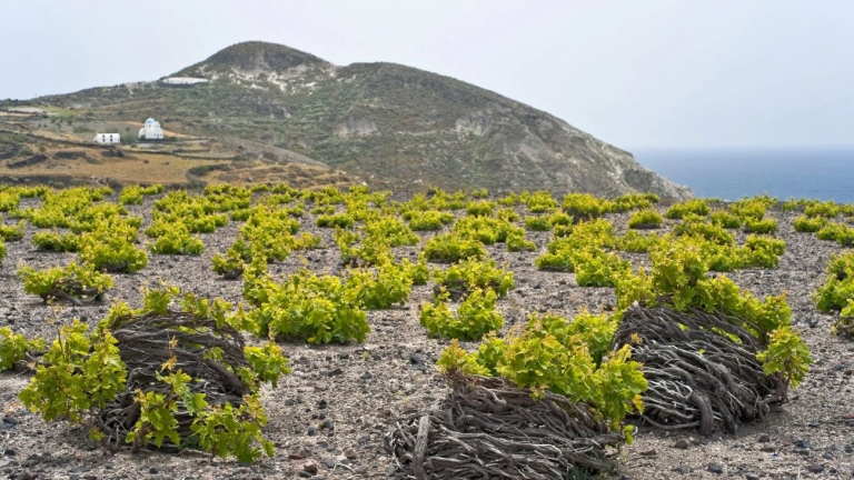 Santorini_vineyards_view