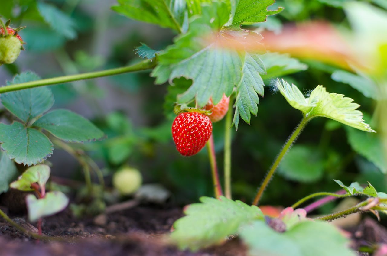 pexels-goumbik-strawberries